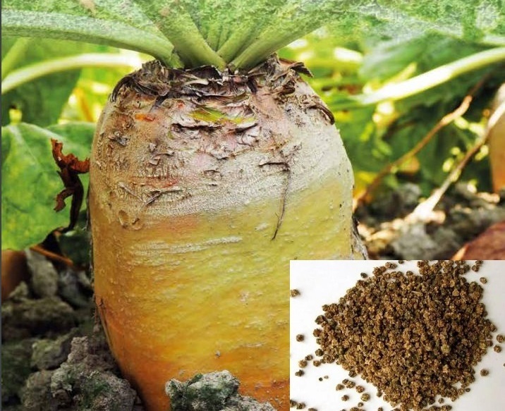 Описание изображения