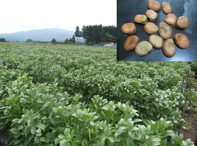 Описание изображения